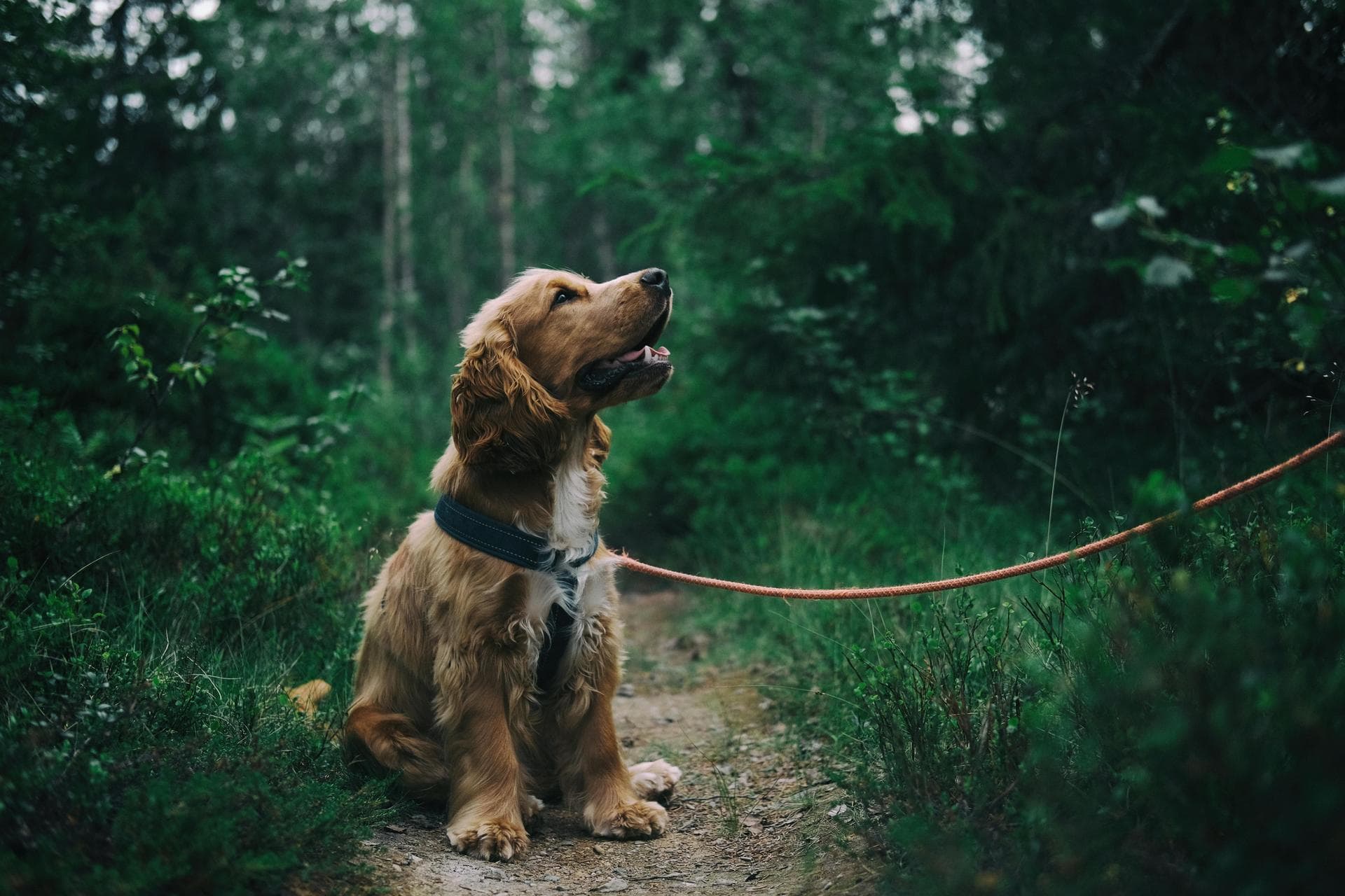 Dog & Cat Vets in Springdale